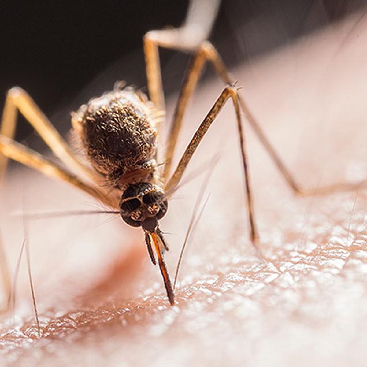Mosquito cerca de una oreja humana