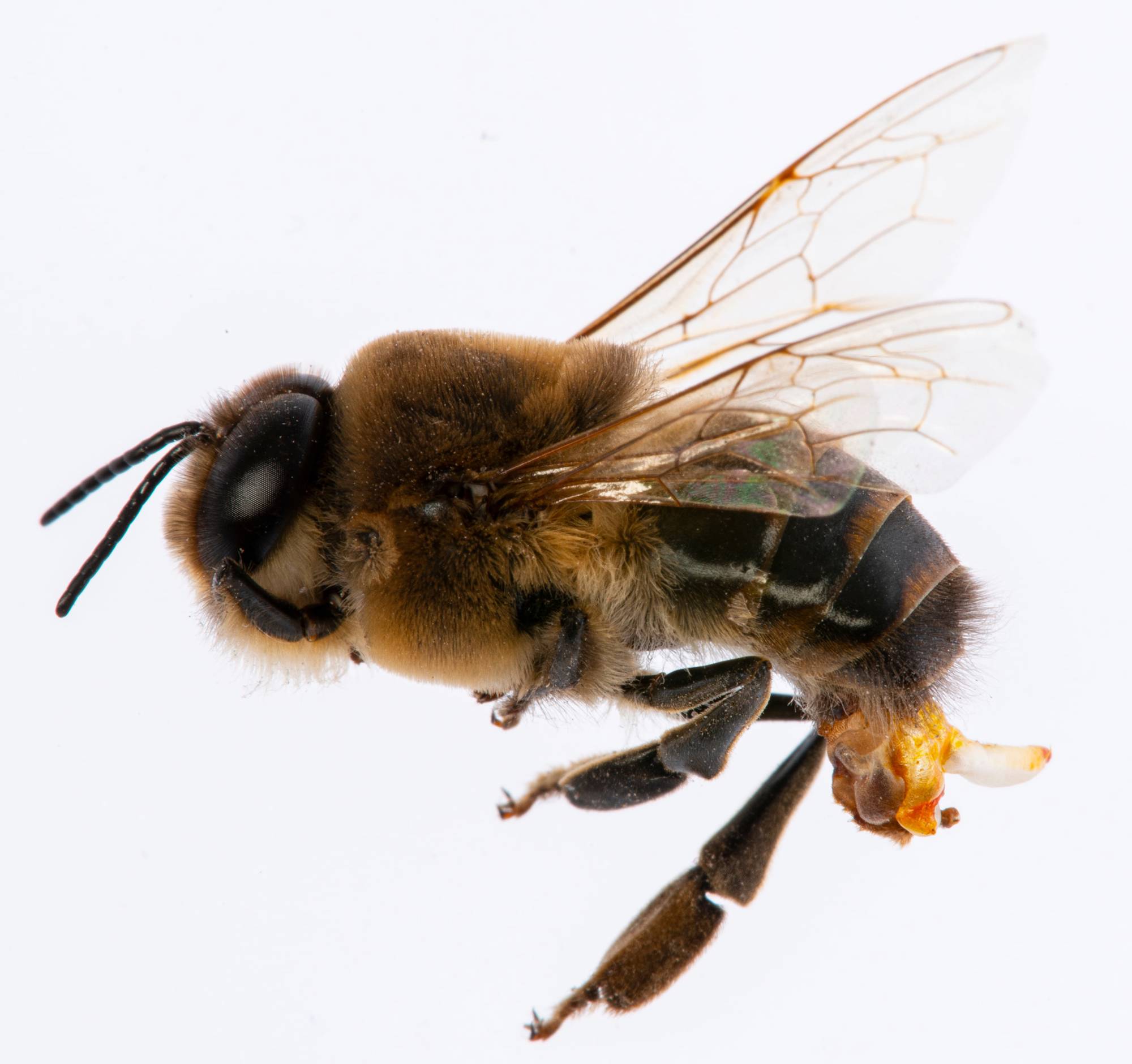 Abdomen de abeja macho en vuelo
