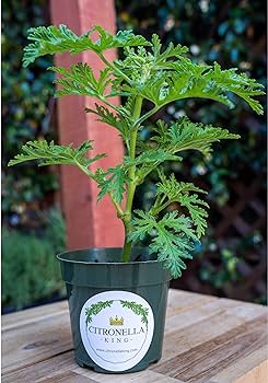 Planta de citronela en maceta decorativa