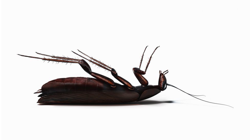 Cucaracha muerta cerca de un frasco de Raid