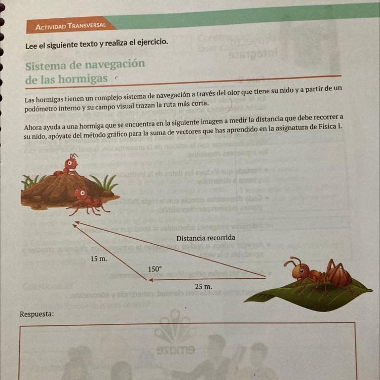 Hormiga siguiendo una ruta visualmente marcada