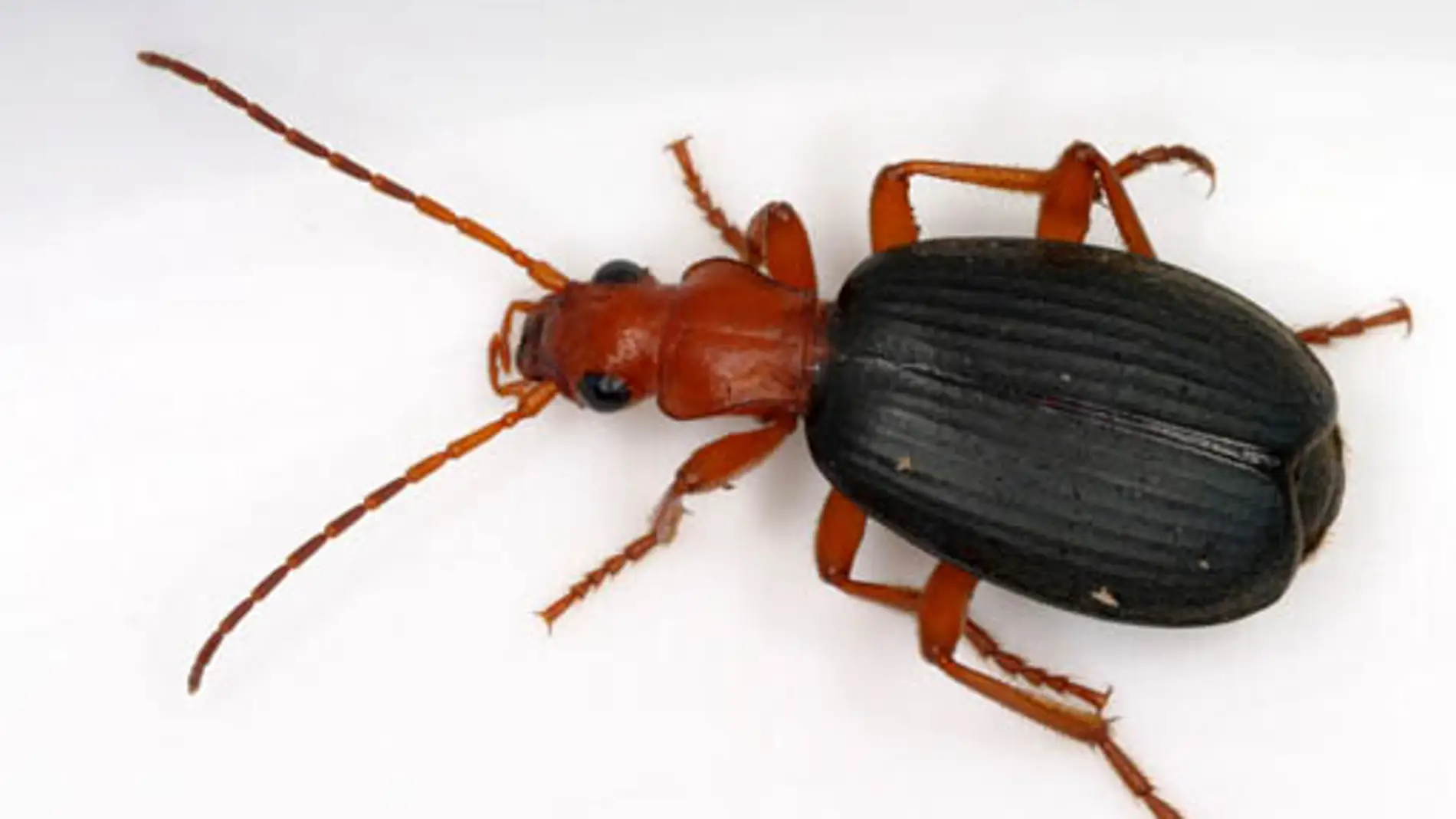 Insecto liberando ácido fórmico como defensa