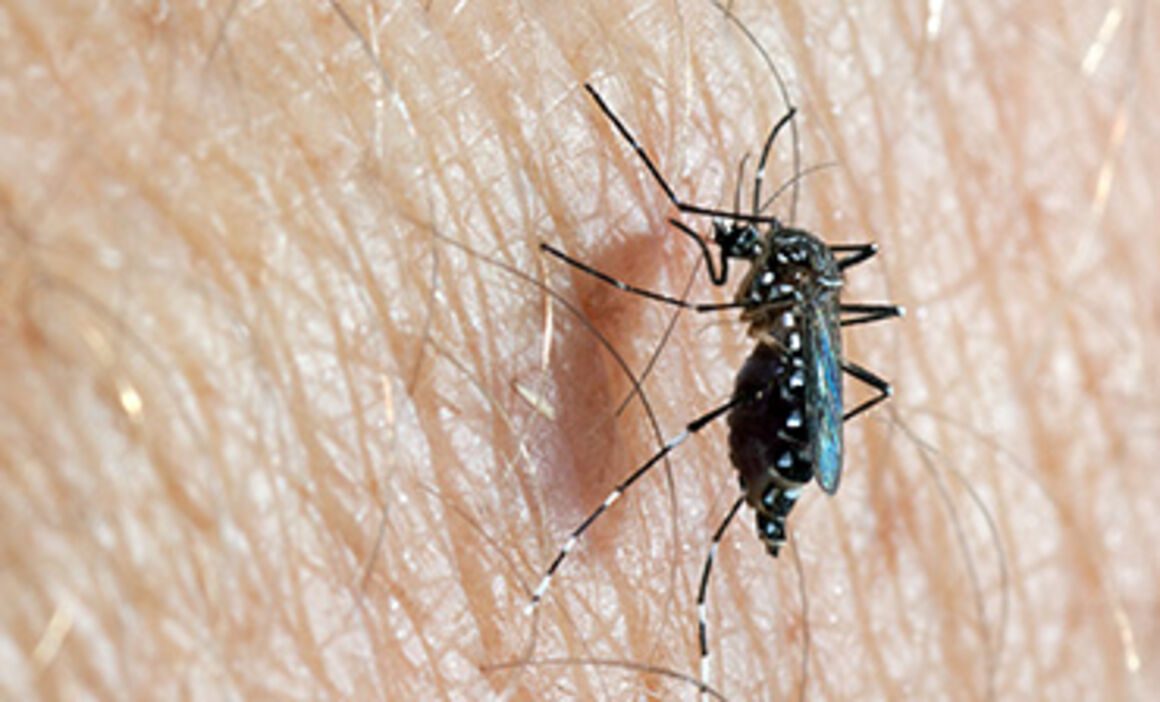 Mosquito Aedes aegypti: identificación y características