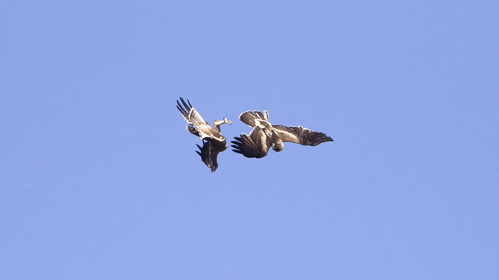 Vuelo nupcial de aves en pareja