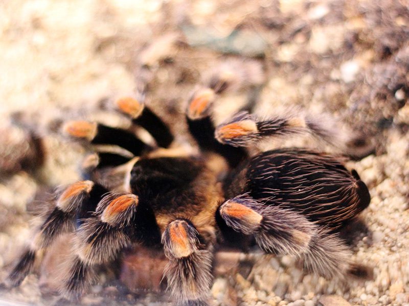 Araña de patas rojas en su hábitat