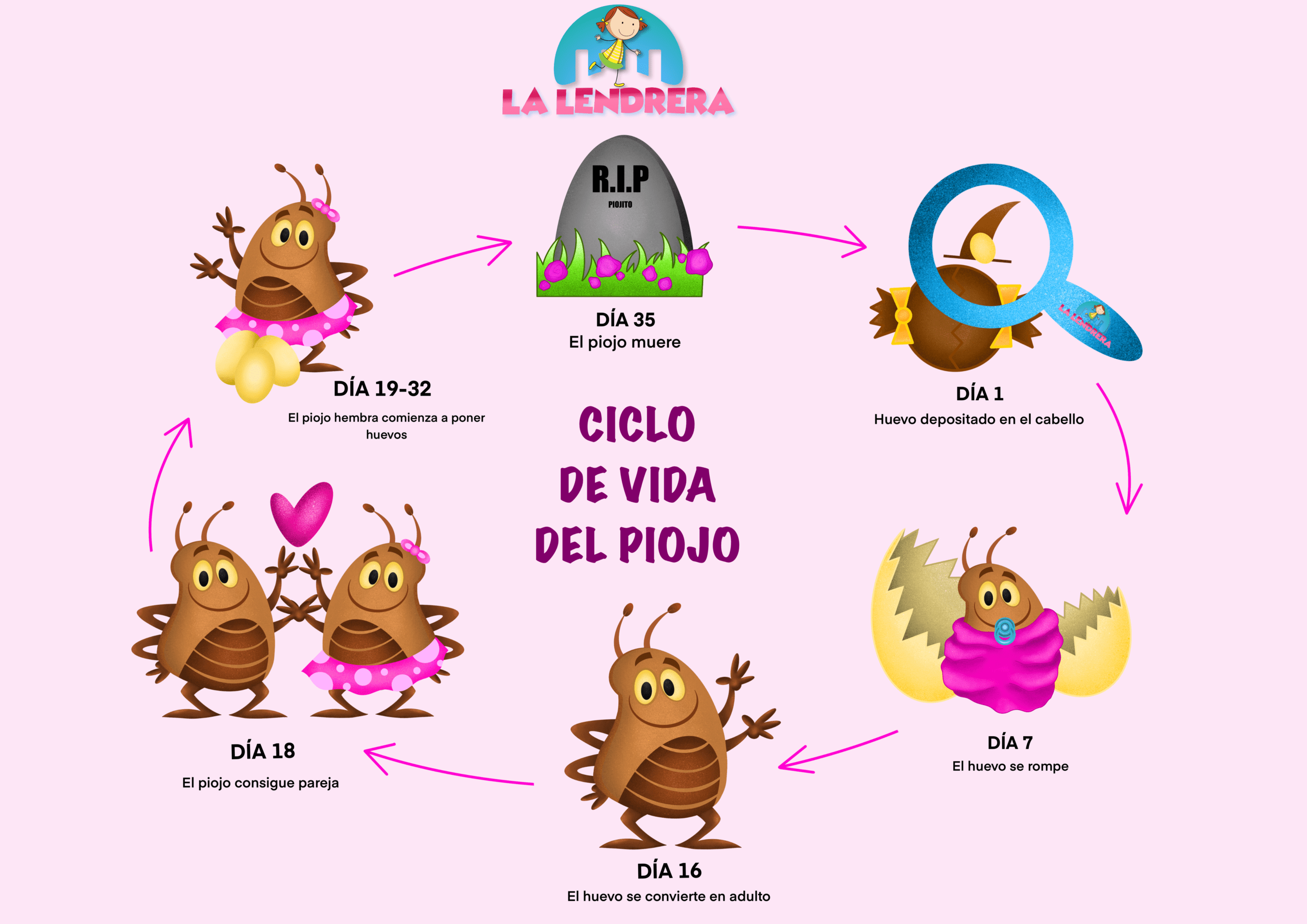 Imagen: Etapas del ciclo de vida de piojos