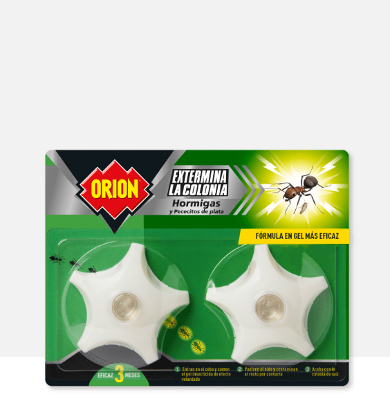 Hormigas rodeando cebo en gel transparente