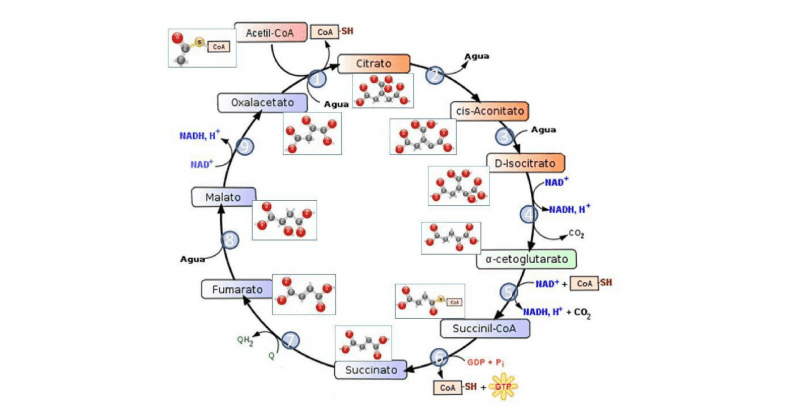 Ciclo de energía celular: Formación de ATP