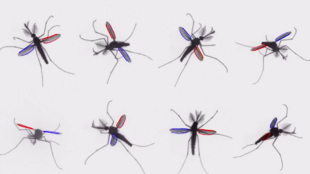 Mosquito volando a diferentes alturas