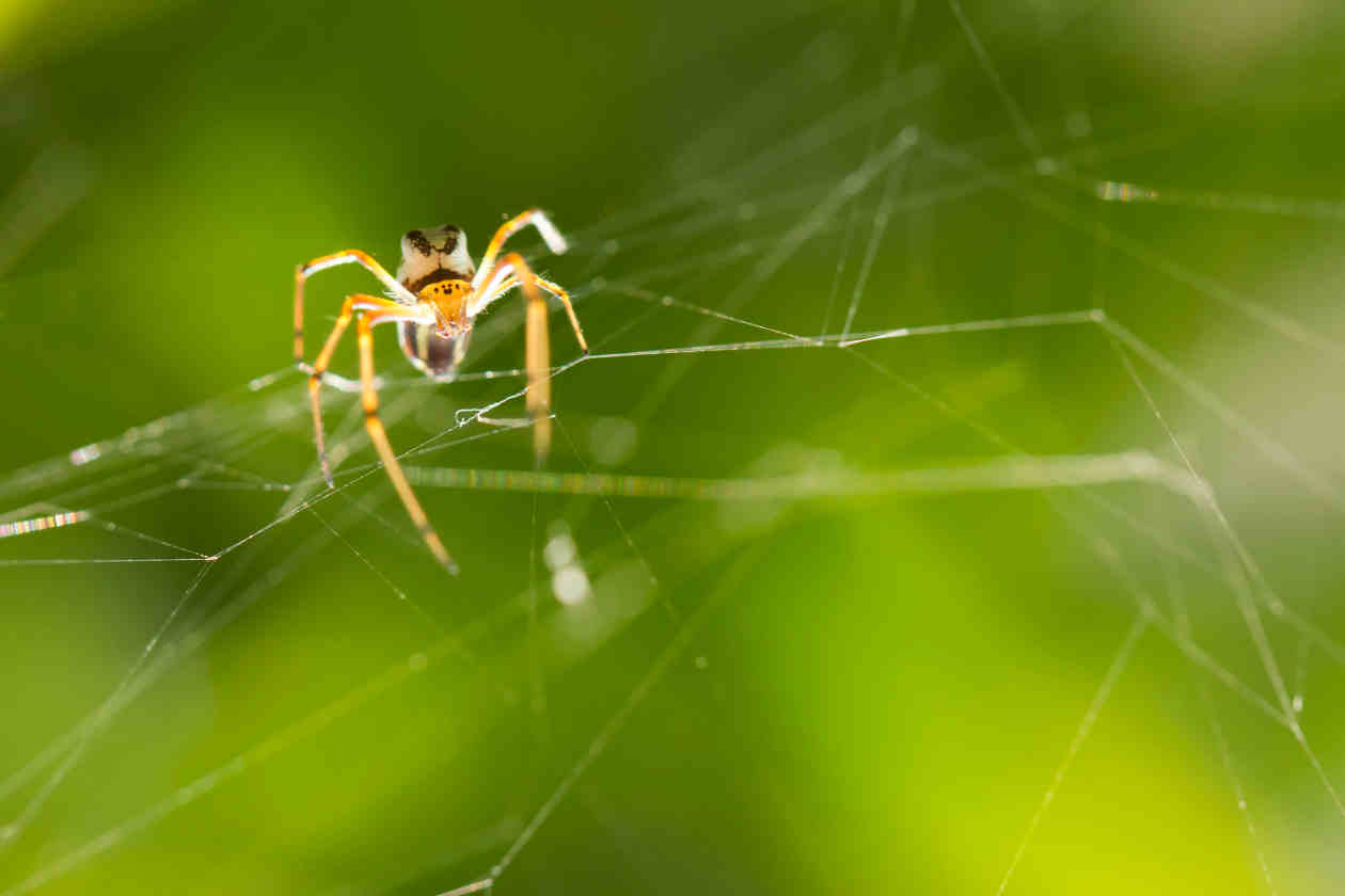 Araña tejiendo su tela en la naturaleza
