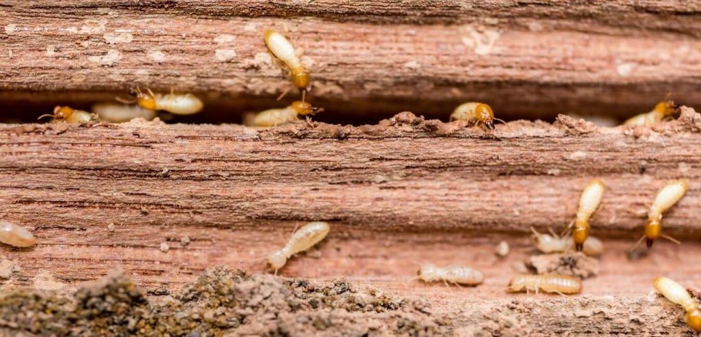 Tipos de termitas en la madera