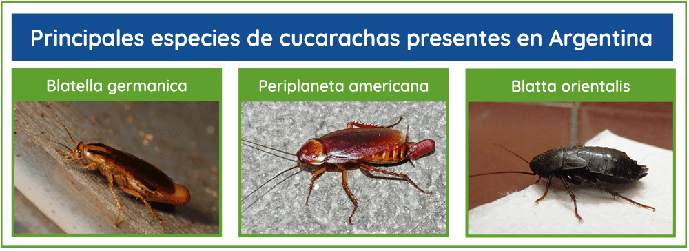 Cuántos años puede vivir la cucaracha