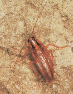 Detalle de las antenas de cucaracha alemana