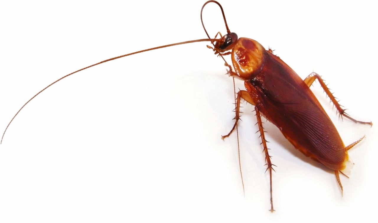Imagen de cucaracha americana en detalle