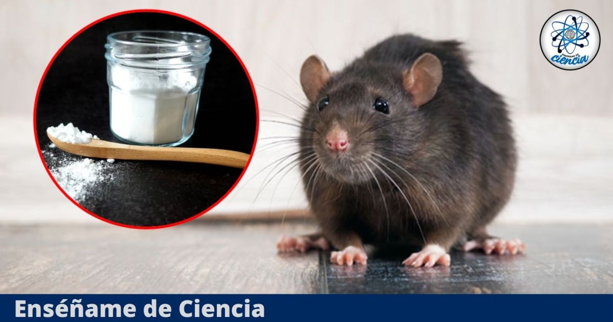 Ratón huyendo de bicarbonato en cocina