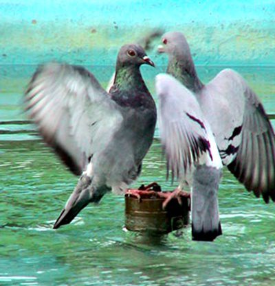 Palomas arrullando en entorno natural