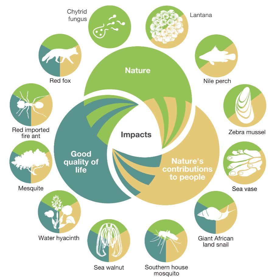 Ecosistema en desequilibrio por pérdida de especies