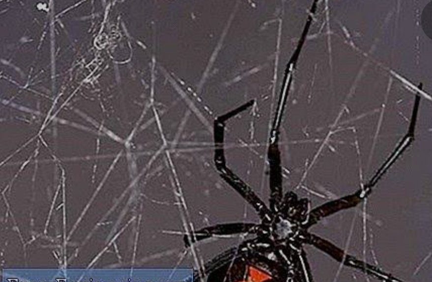 Viuda negra en una telaraña