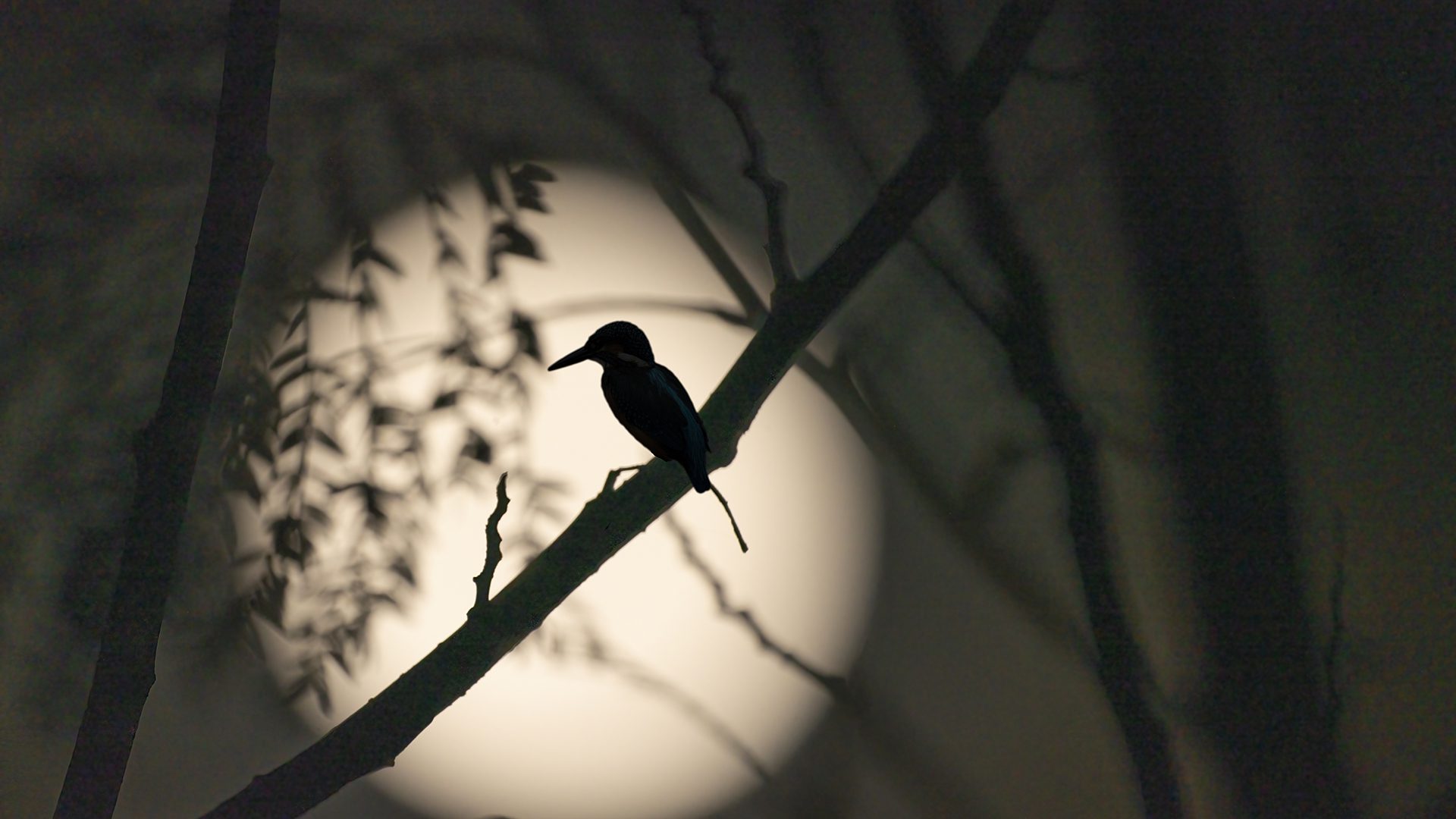 Pájaro cantando de noche en bosque