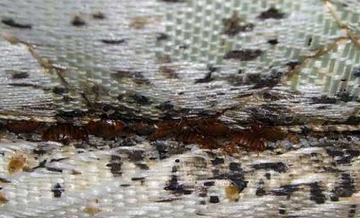 Chinches de cama en colchón de cerca