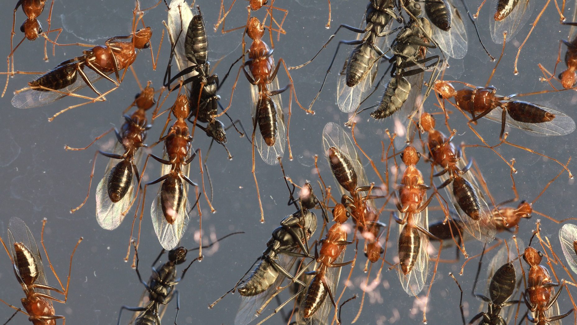 Hormigas volando en un enjambre