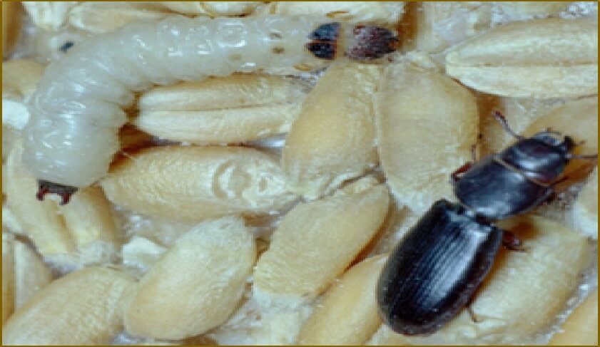 Insectos dañando semillas en almacén agrícola