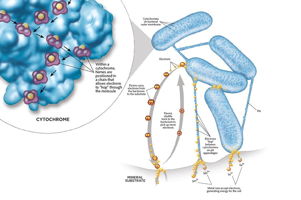 Bacterias obteniendo nutrientes del agua circundante