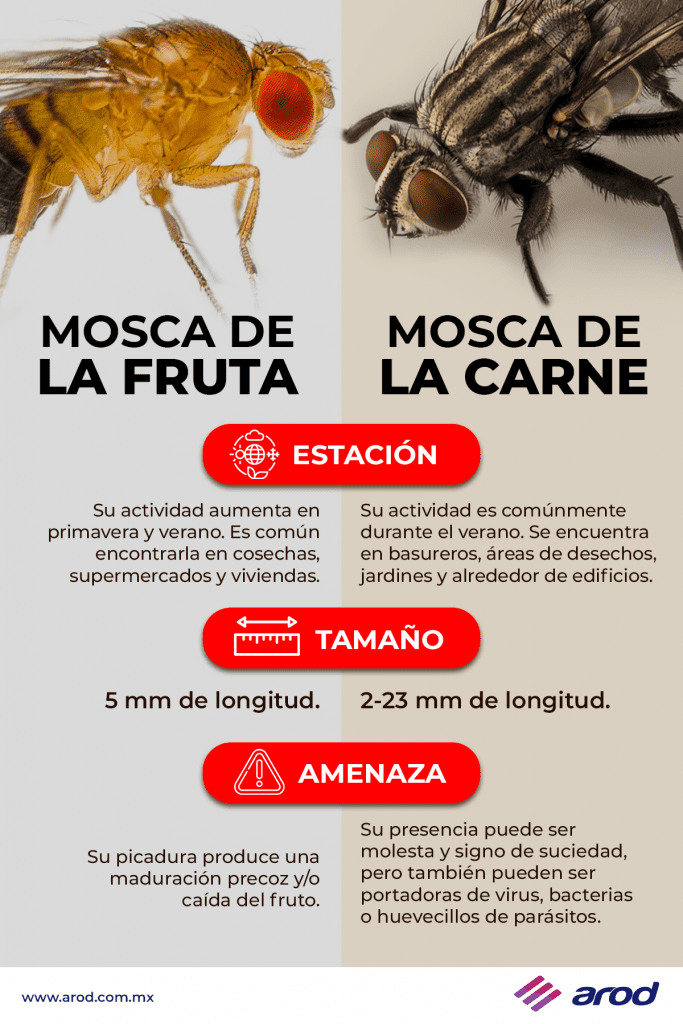 Fruta fresca y mosquitos en el hogar