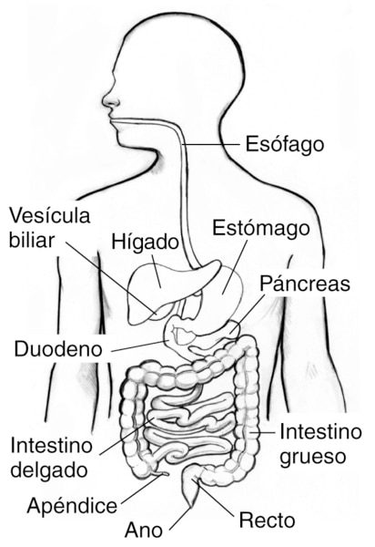 Ilustración de la digestión en el intestino
