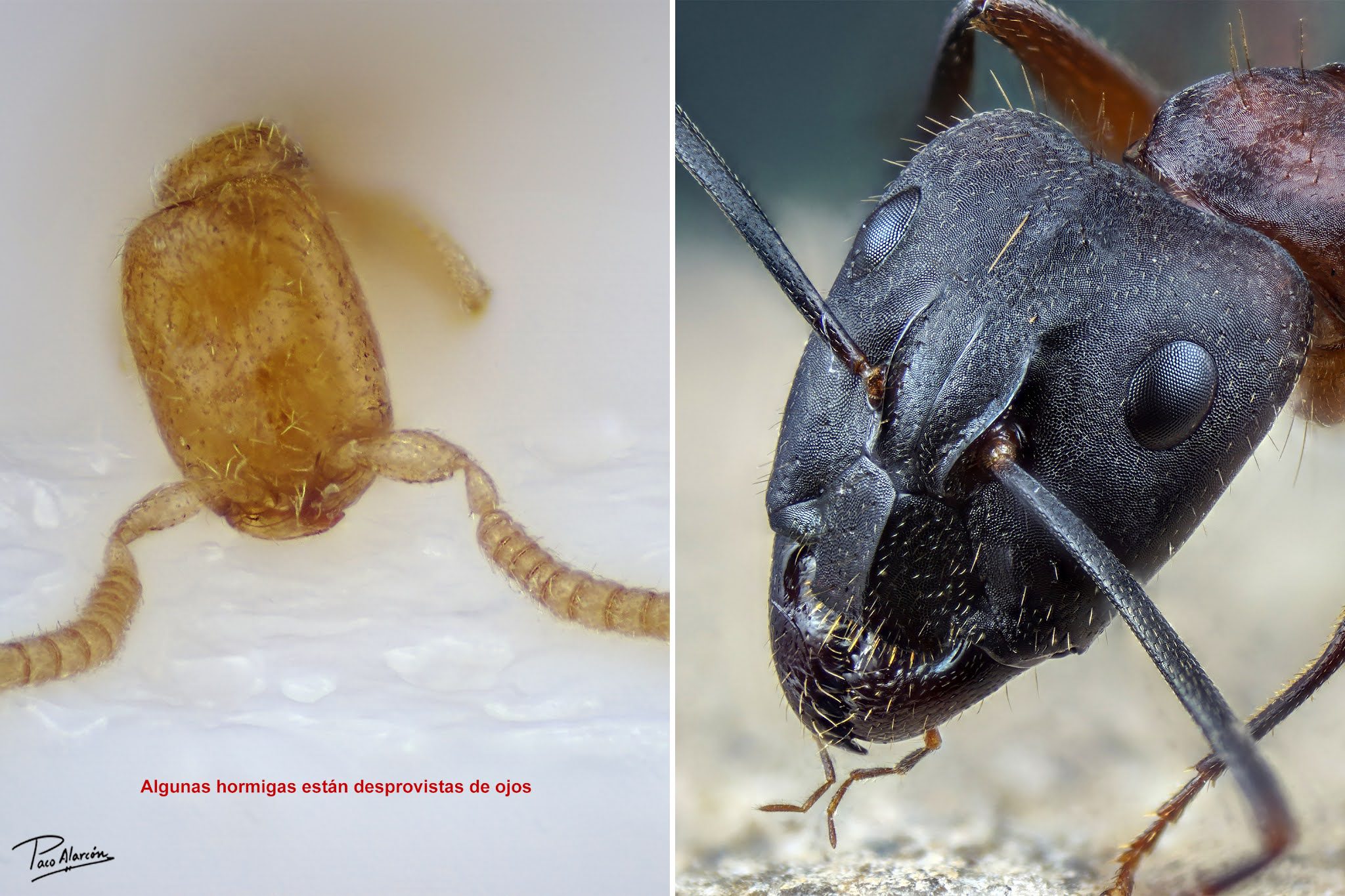 Ojos de hormigas adaptados a su entorno