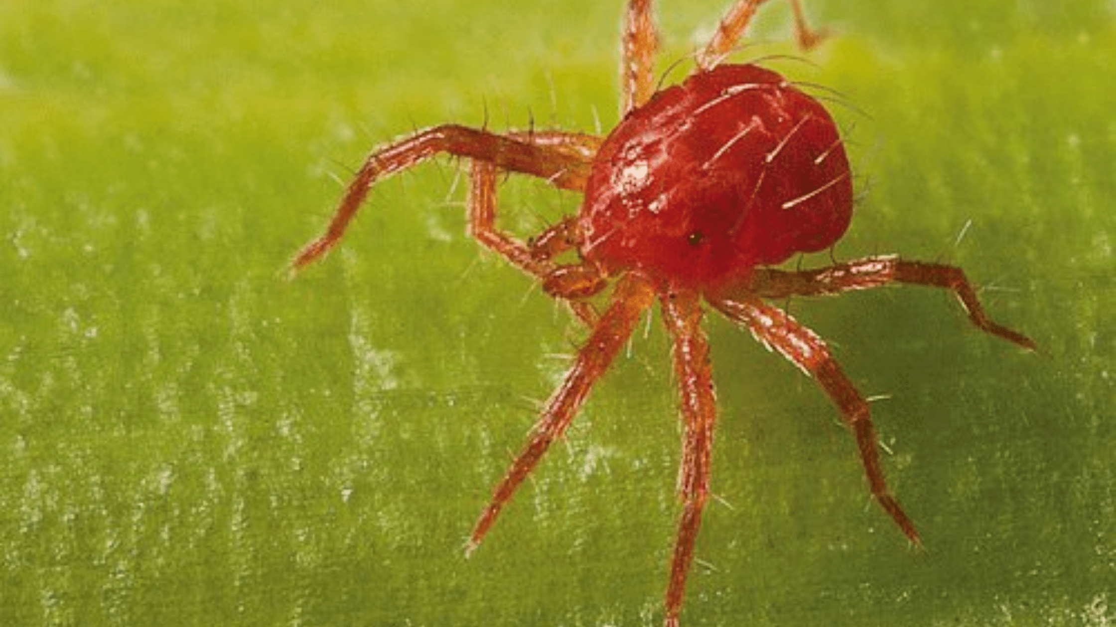 acaricida sistemico para araña roja