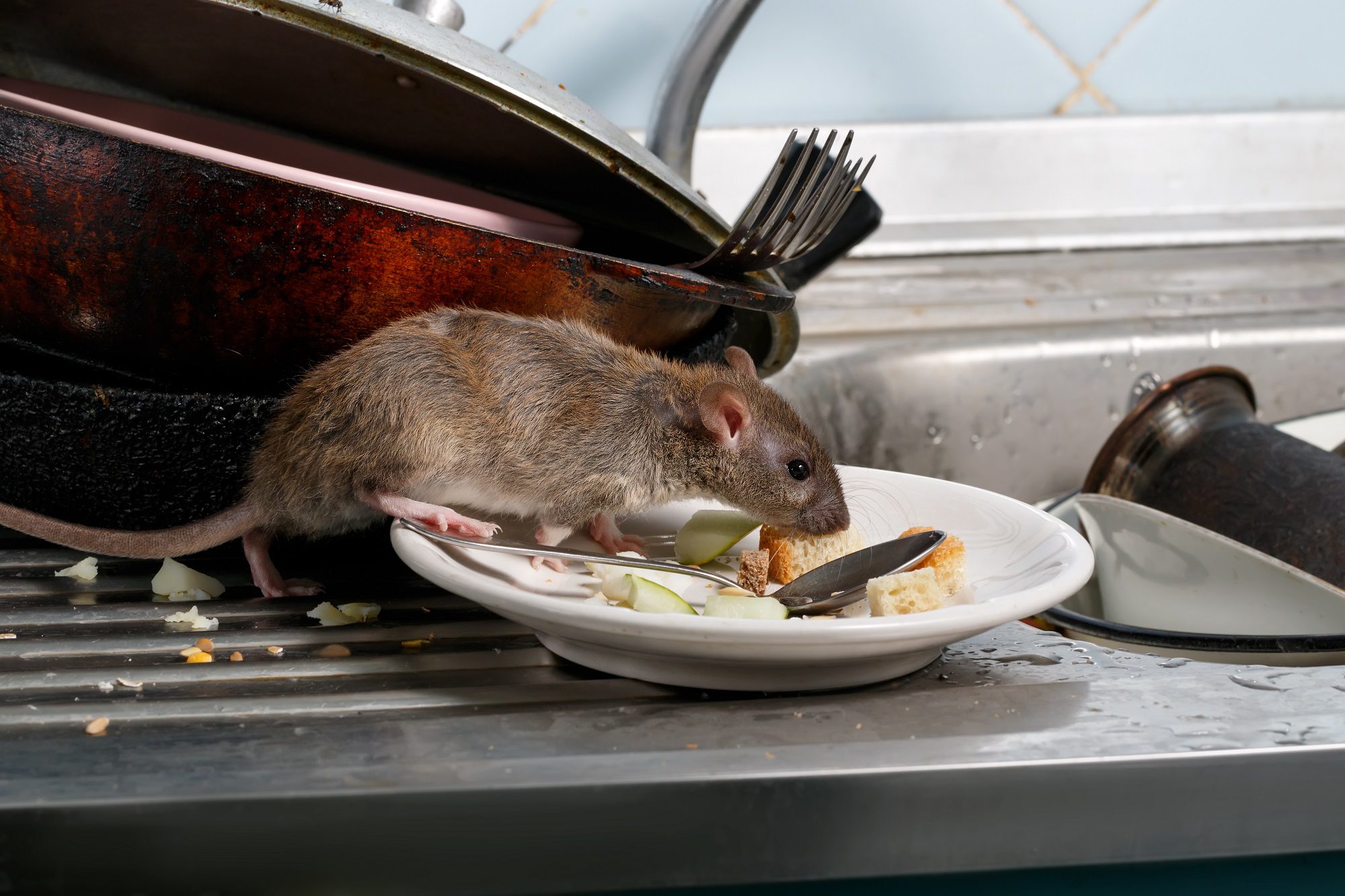 Rata en busca de comida en casa