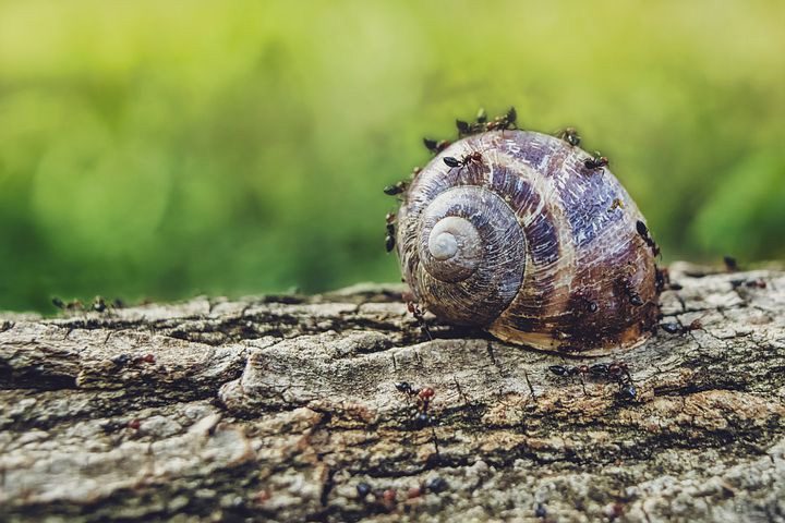 Insectos hibernando en el suelo del bosque