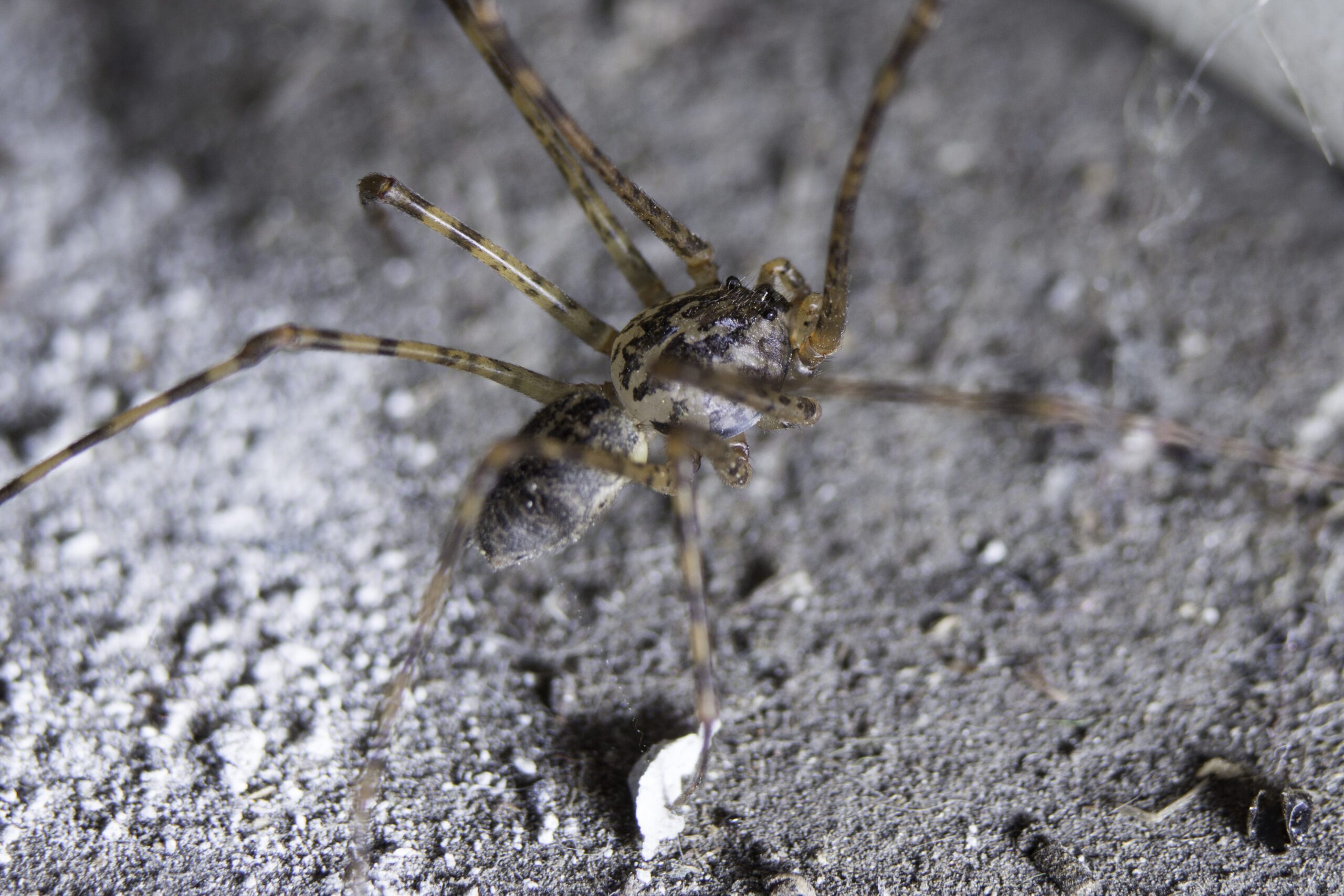 Araña de rincón en su hábitat natural