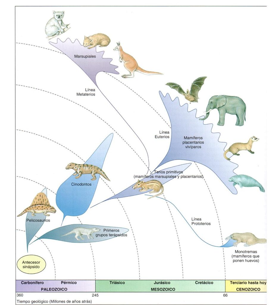 Cómo ha sido la evolución de los mamíferos
