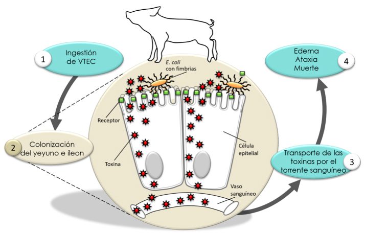 Cepas de E. coli y sus patologías