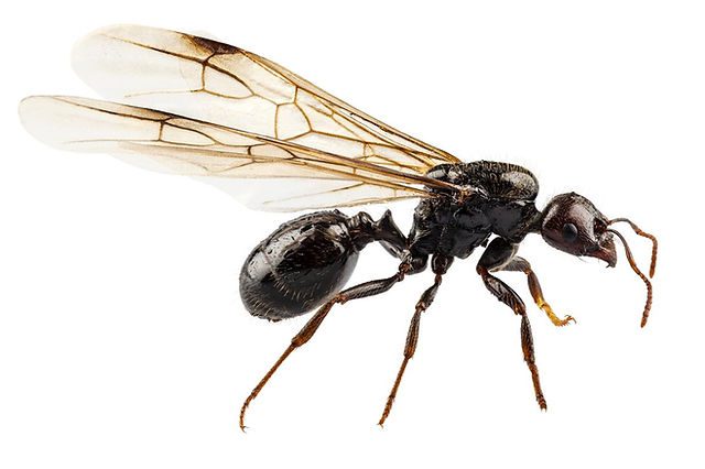 Hormigas Messor barbarus en vuelo nupcial