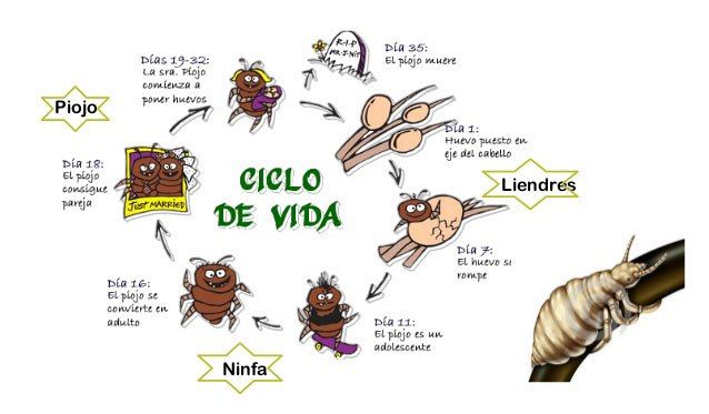 Ilustración del ciclo de vida de los piojos