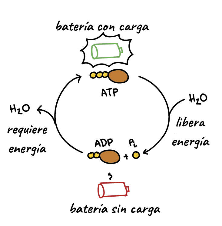 Molécula de ATP en una célula