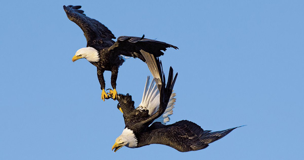 Cortejo de aves en plena naturaleza