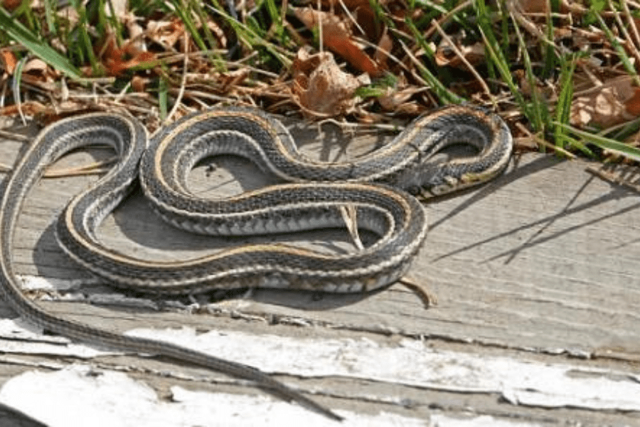 Serpiente oliendo ajo en su entorno