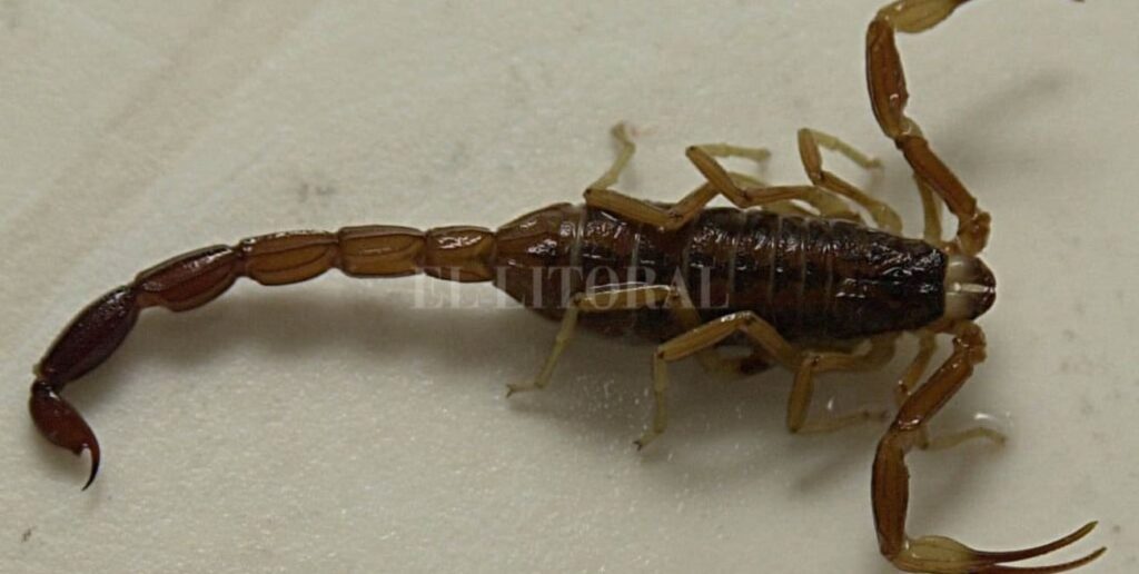 Cuál es más venenoso el alacrán o escorpión