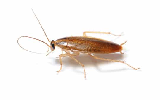 Cucaracha alemana en el interior de una casa