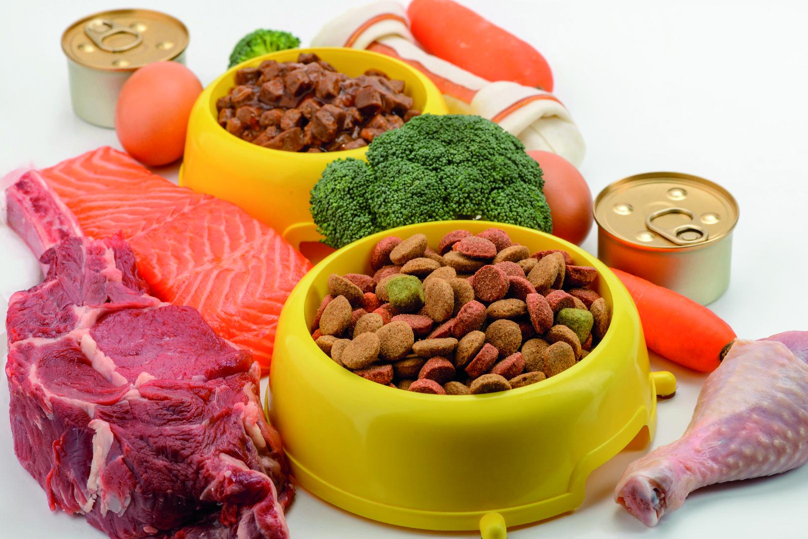 Qué Pasaría Si Los Animales Se Quedarán Sin Alimento