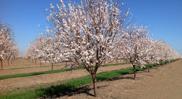 Cuánto mide un árbol de almendras