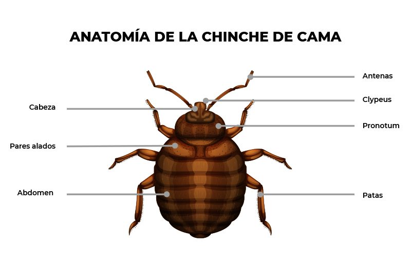 Ilustración de chinches de cama y sus características