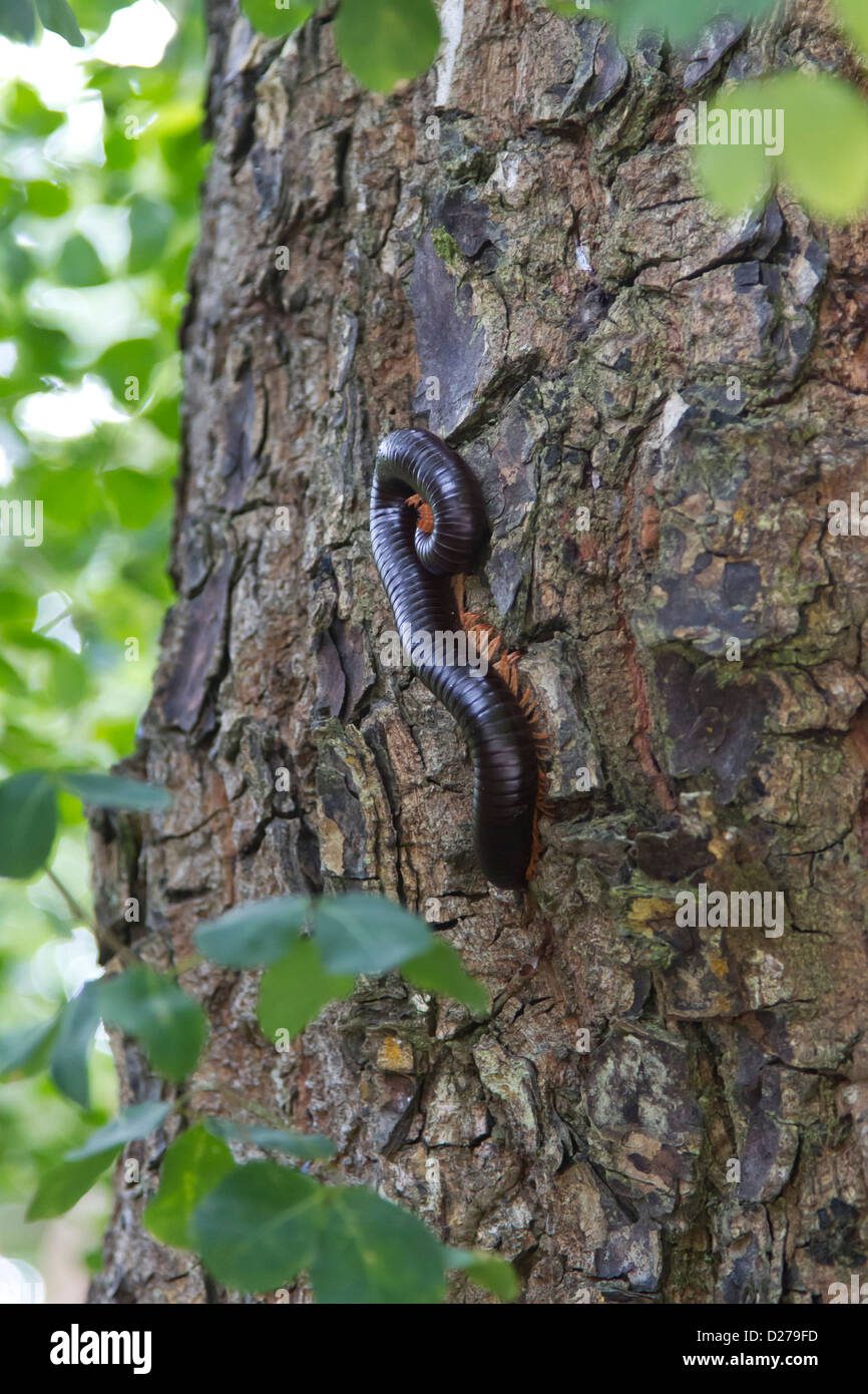 Ciempiés caminando en hojarasca en el bosque