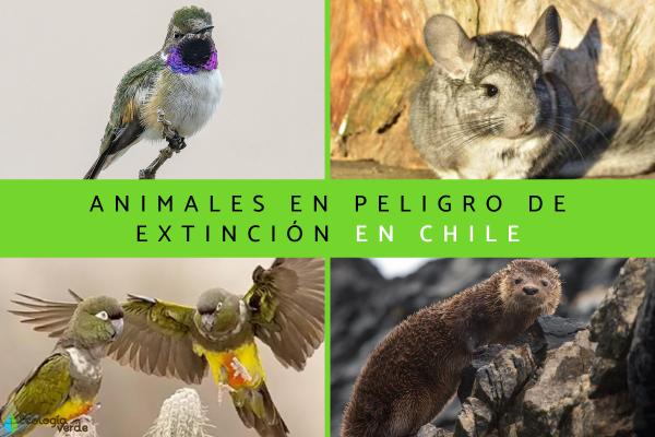 Hábitat de especie en peligro en Chile