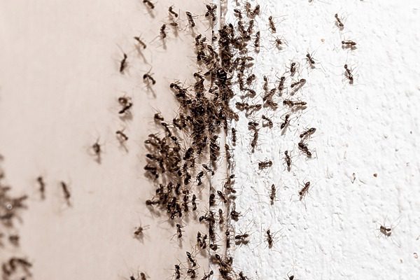 Hormigas entrando por una grieta en la pared
