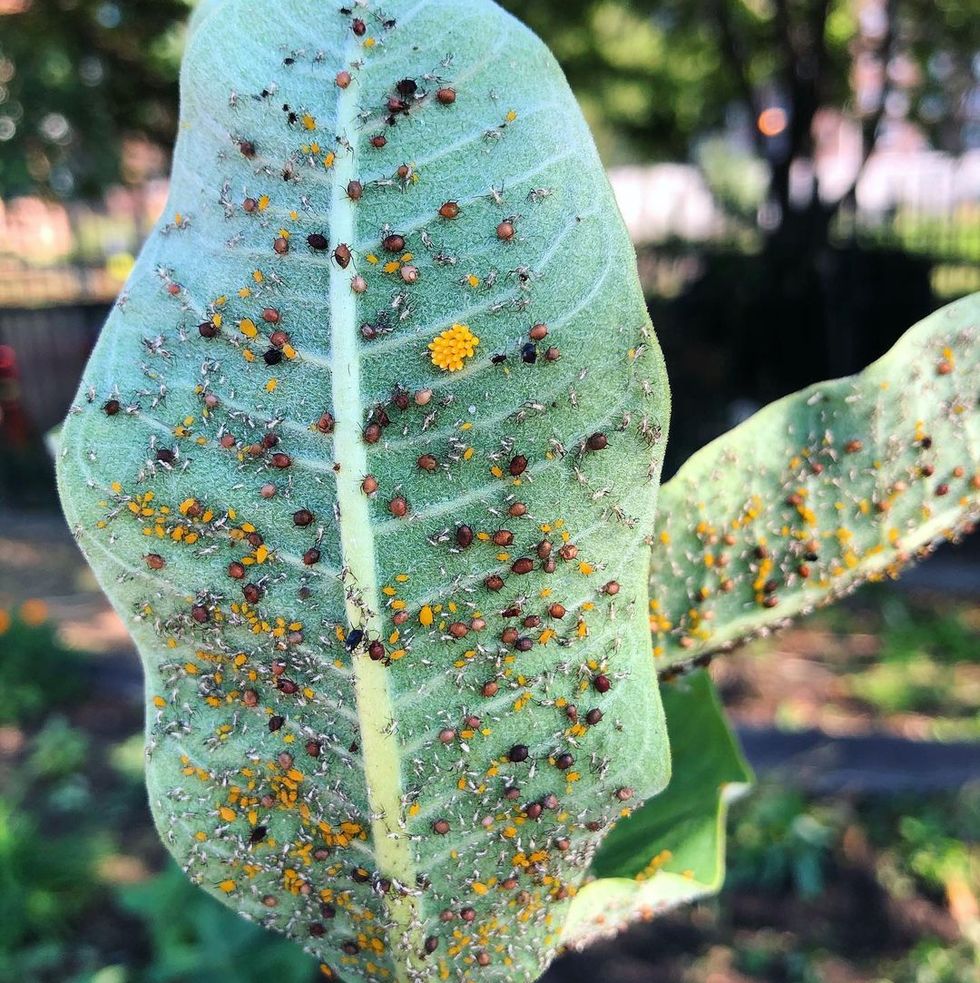 Plagas comunes en plantas de jardín